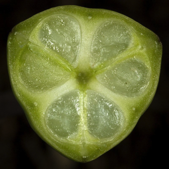 The Tulip ovary has three Septae (partition walls, thick) forming three locules (chambers) with 2 columns of seeds in each locule.
